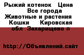 Рыжий котенок › Цена ­ 1 - Все города Животные и растения » Кошки   . Кировская обл.,Захарищево п.